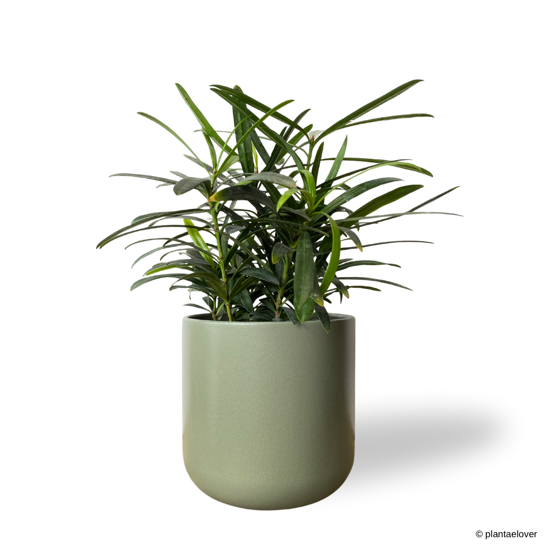 Podocarpus in Sage Pot