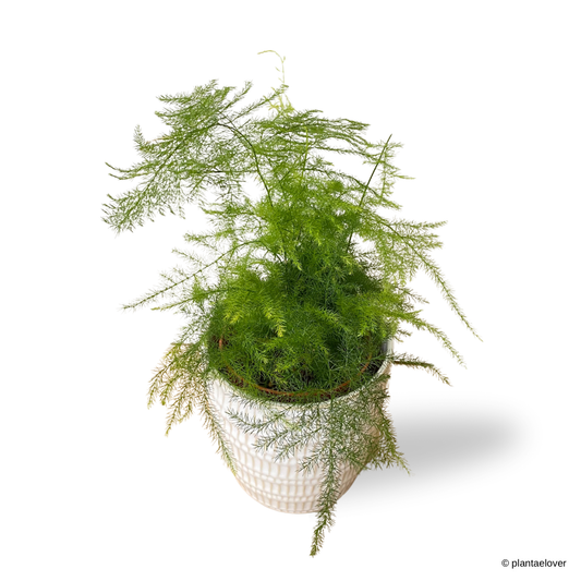 Asparagus Fern in Fur Pot
