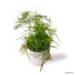 Asparagus Fern in Fur Pot