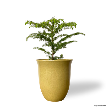 Norfolk Island Pine in Elixa Pot