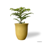 Norfolk Island Pine in Elixa Pot