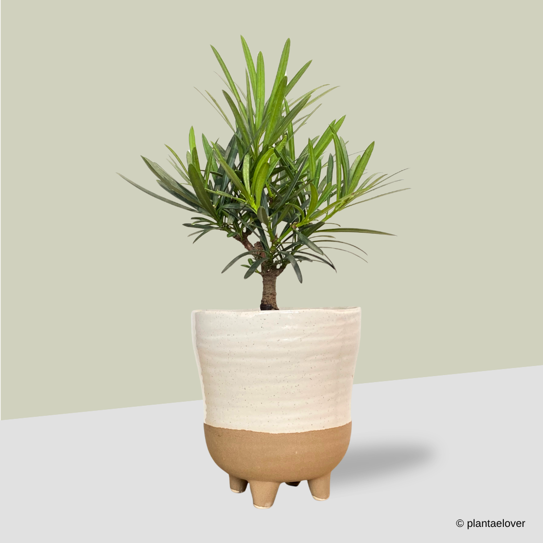 Podocarpus in Dune Pot