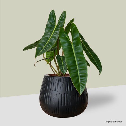 Philodendron Billietiae in Forma Pot