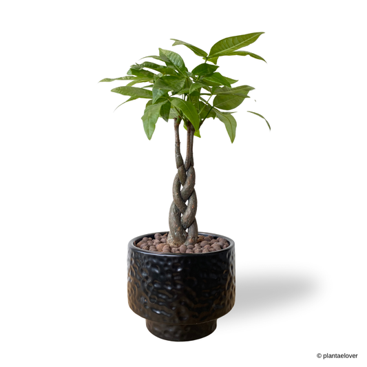 Pachira Aquatica Braided in Moon Pot
