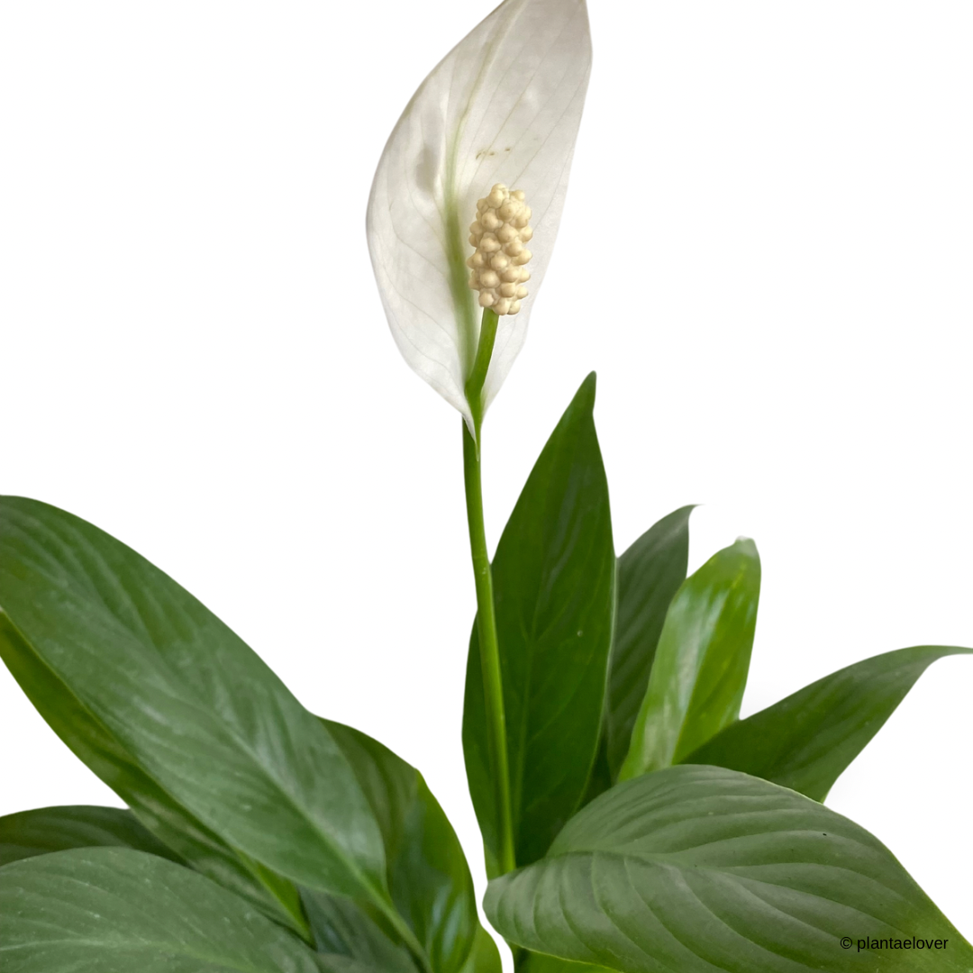 Peace Lily