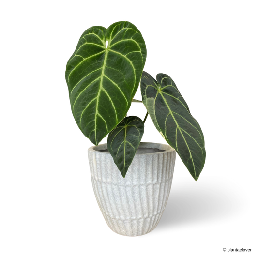 Anthurium Crystallinum Variegata in Titanium Pot