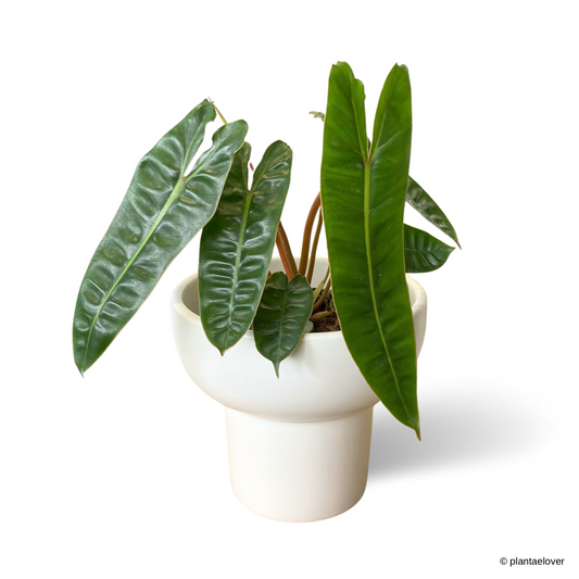 Philodendron Billietiae in Podium Pot