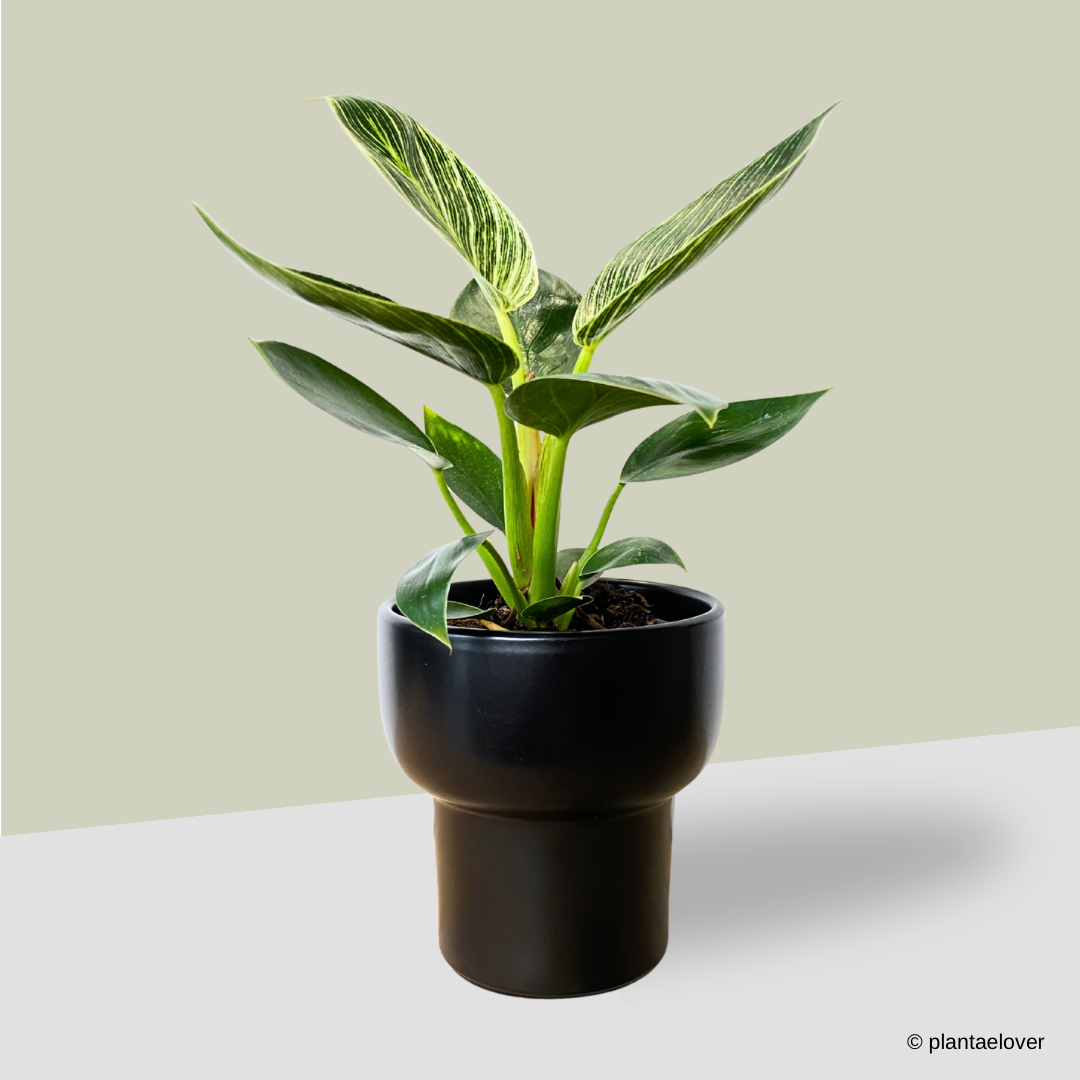 Philodendron Birkin in Dodo Pot