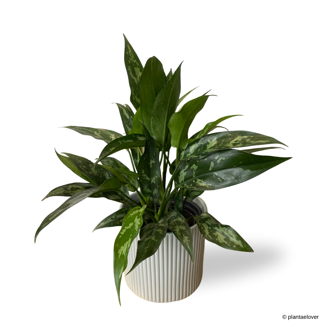 Aglaonema Maria in Cylindrica Pot