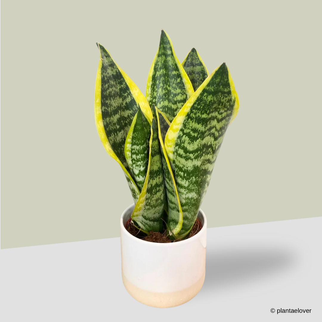 Sansevieria Superba in Moln Pot