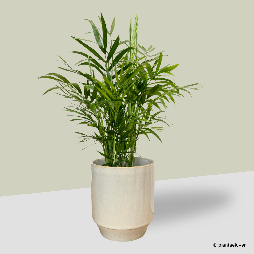 Bamboo Palm in Minima Pot