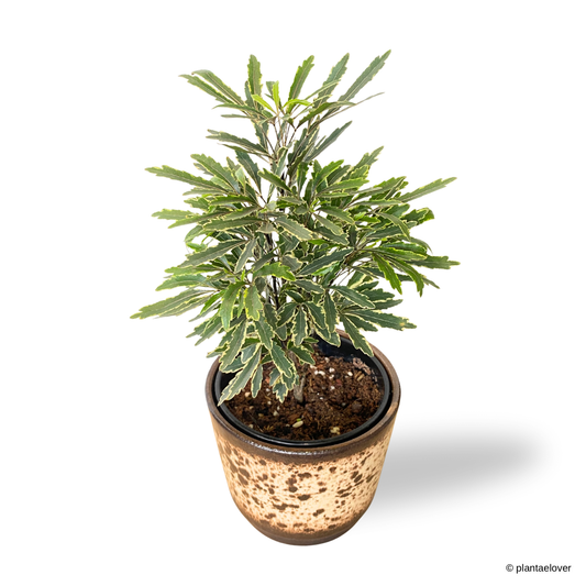 Schefflera Elegantissima in Leopard Pot