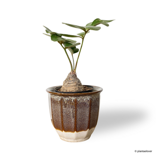 Cardboard Palm in Ember Pot