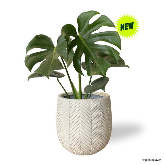 Monstera Deliciosa in Chevron Pot