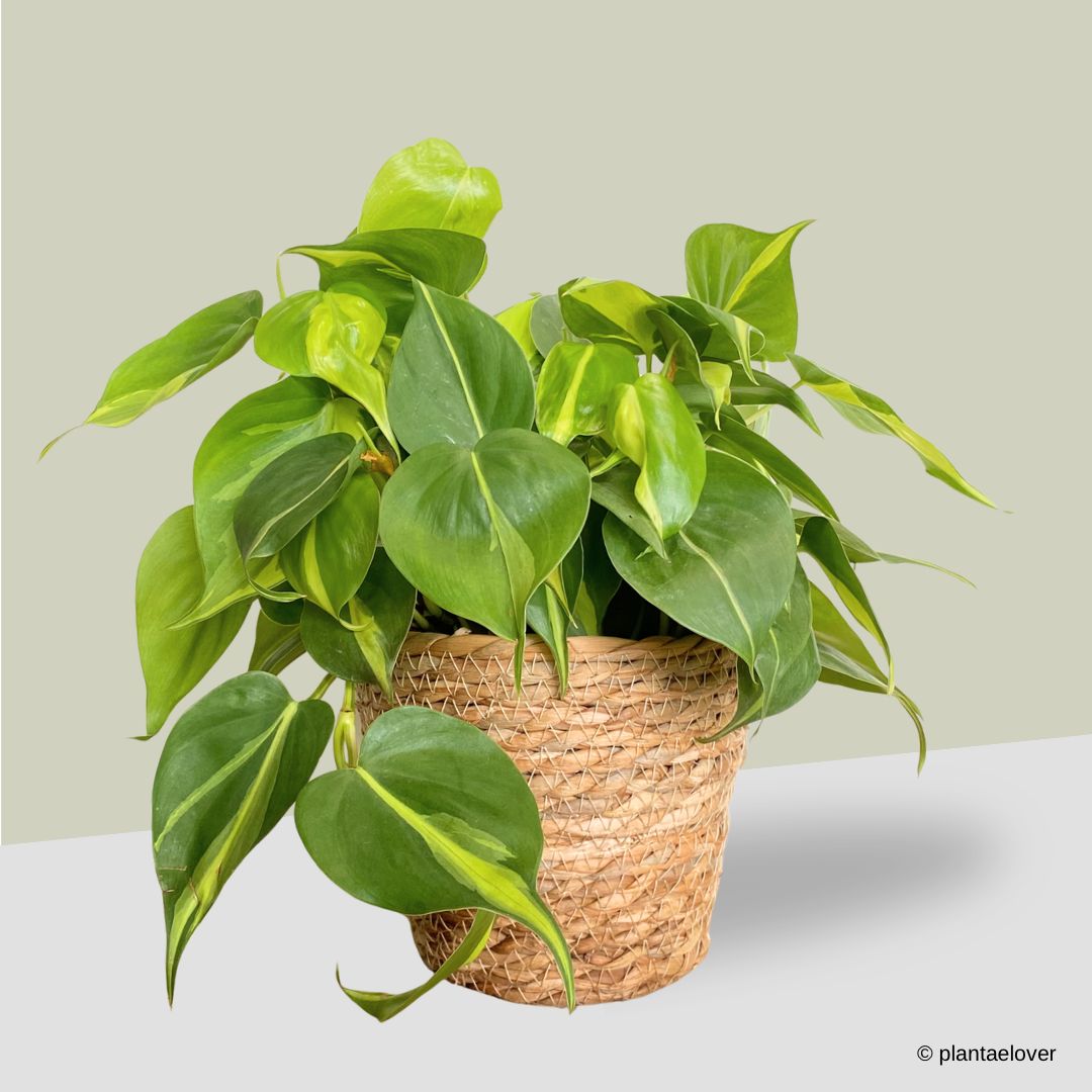 Philodendron Brasil in Woven Basket
