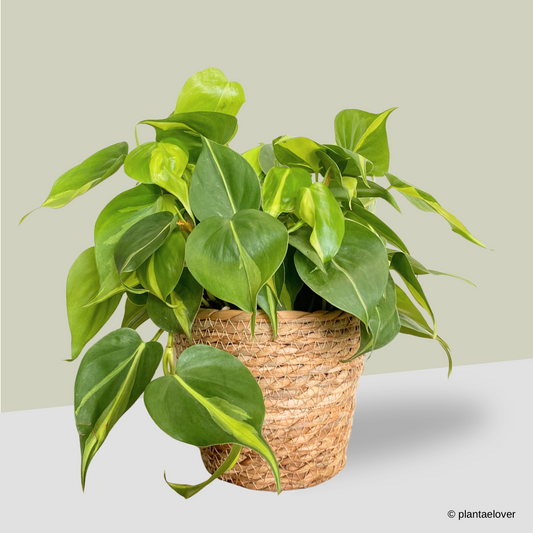 Philodendron Brasil in Woven Basket