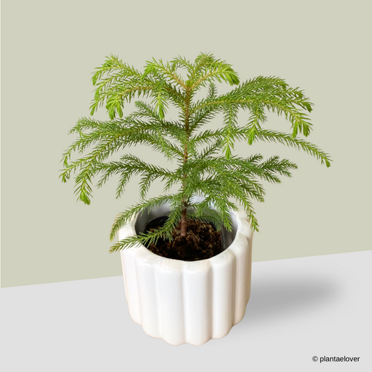 Norfolk Island Pine in Eclairs Pot