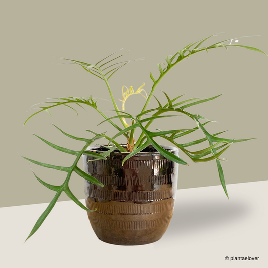 Philodendron Tortum in Cooper Pot