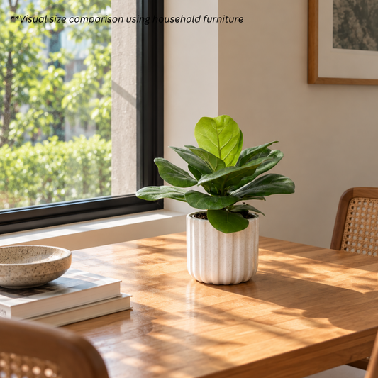 Ficus Lyrata in Ridge Pot