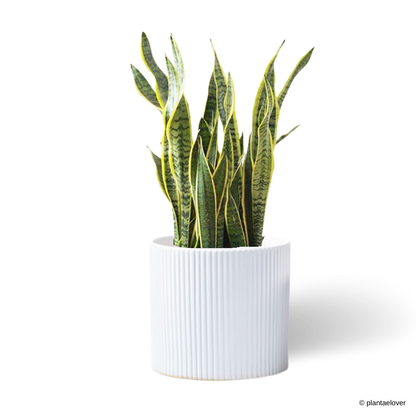 Sansevieria Trifasciata Laurentii in Cylindrica Pot