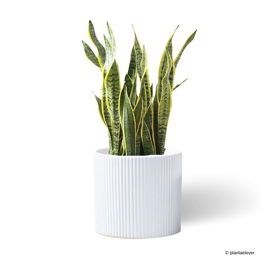 Sansevieria Trifasciata Laurentii in Celine Pot