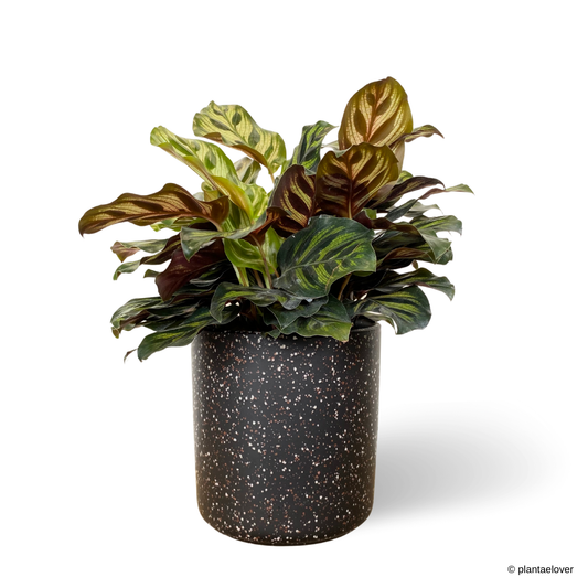 Calathea Makoyana in Galaxy Pot