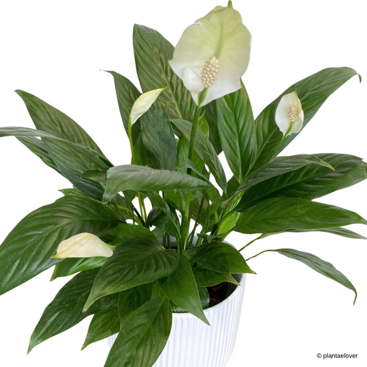 Peace Lily in Cylindrica Pot