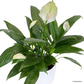 Peace Lily in Cylindrica Pot