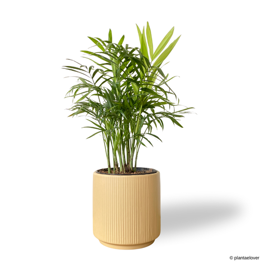 Bamboo Palm in Pudding Pot