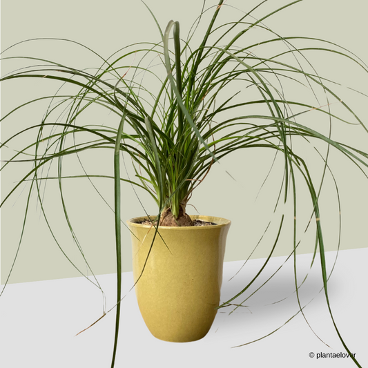Ponytail Palm in Daisy Pot