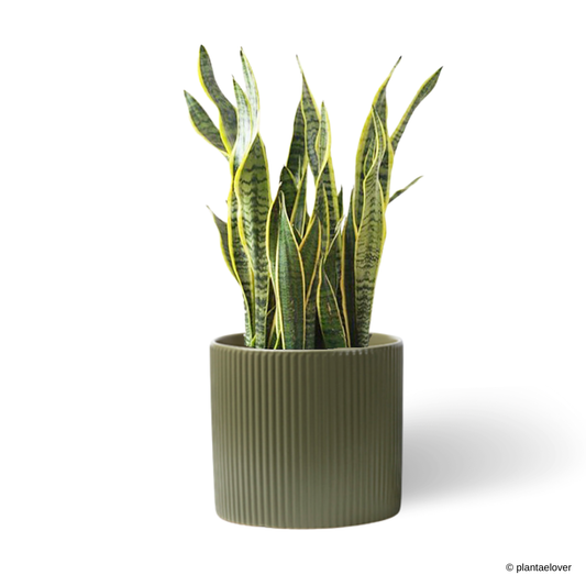 Sansevieria Trifasciata Laurentii in Celine Pot