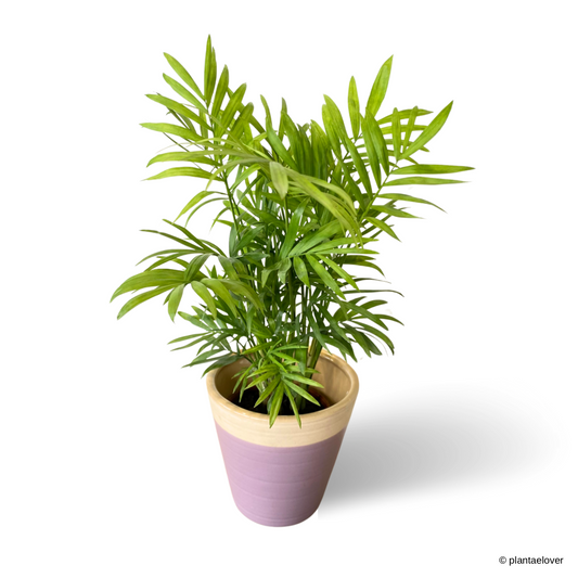 Bamboo Palm in Lilac Pot