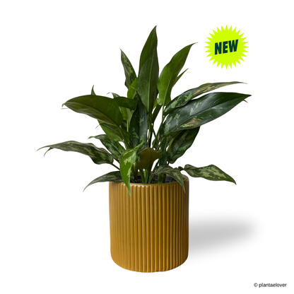 Aglaonema Maria in Cylindrica Pot