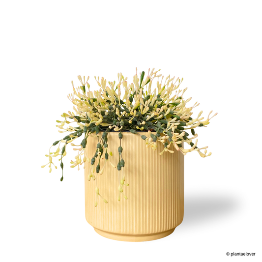 Dancing Bones Cactus in Pudding Pot