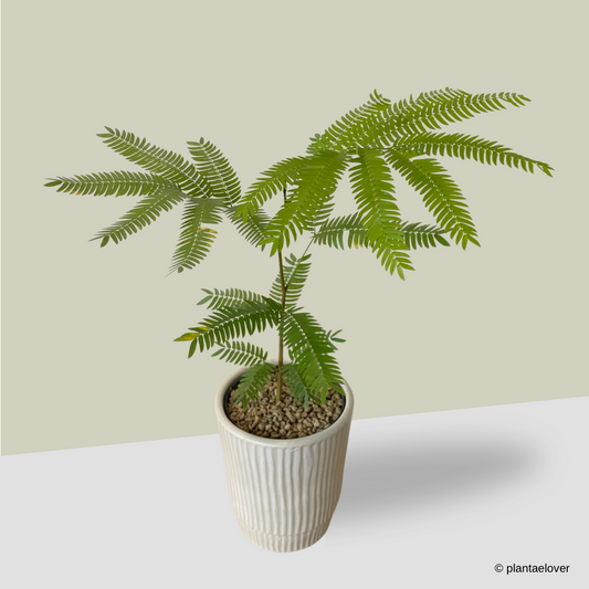 Japanese Everfresh Tree in Lullaby Pot