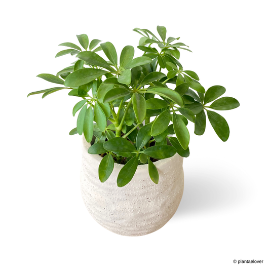 Schefflera Arboricola in Gardenia Pot