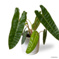 Philodendron Billietiae in Atrium Pot