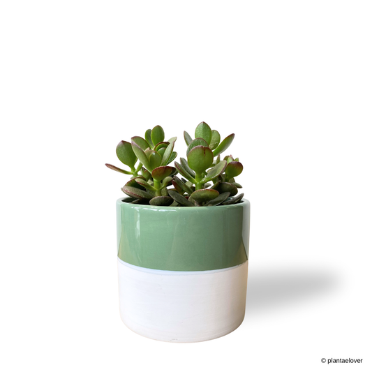 Crassula Ovata in Lapis Pot