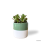 Crassula Ovata in Lapis Pot