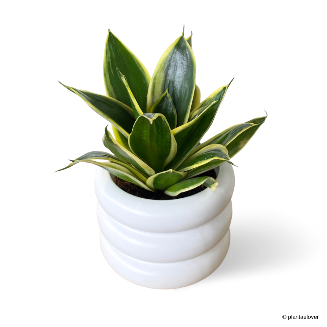 Sansevieria Hahnii Jade Marginata in Bagel Pot