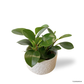 Peperomia Obtusifolia in Moonlight Pot
