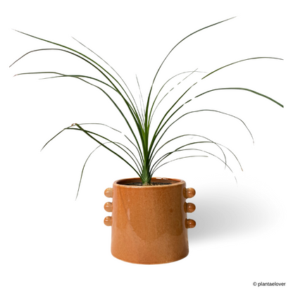 Ponytail Palm in Buttons Pot