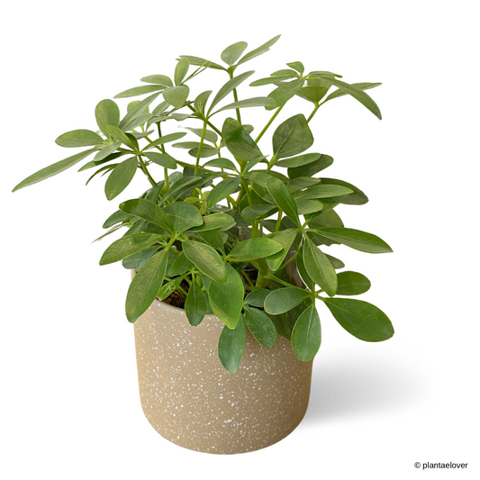 Schefflera Arboricola in Mocha Pot