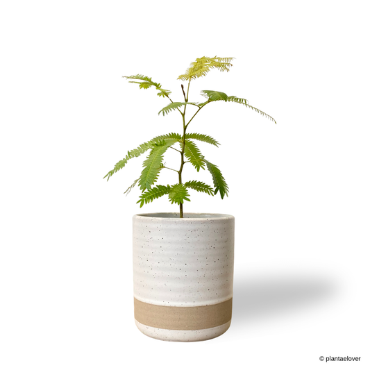 Japanese Everfresh Tree in Nova Pot
