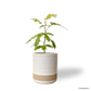 Japanese Everfresh Tree in Nova Pot