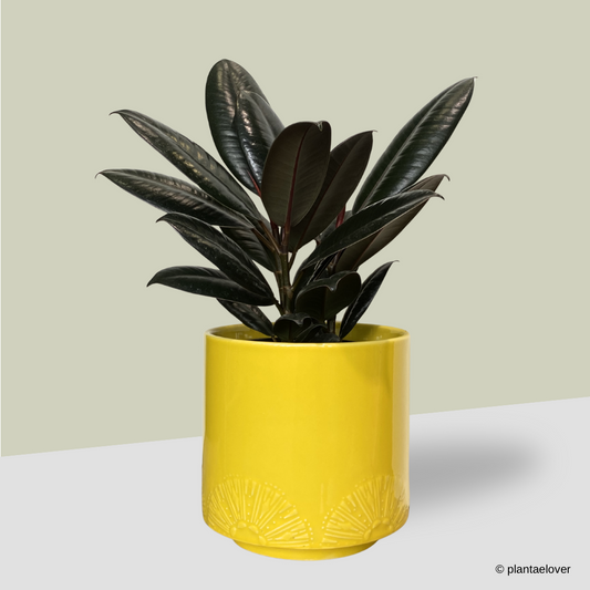Ficus Elastica Burgundy in Limoni Pot