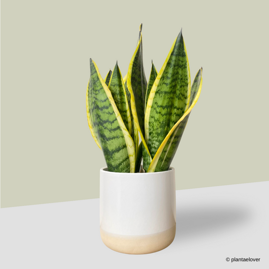Sansevieria Superba in Moln Pot