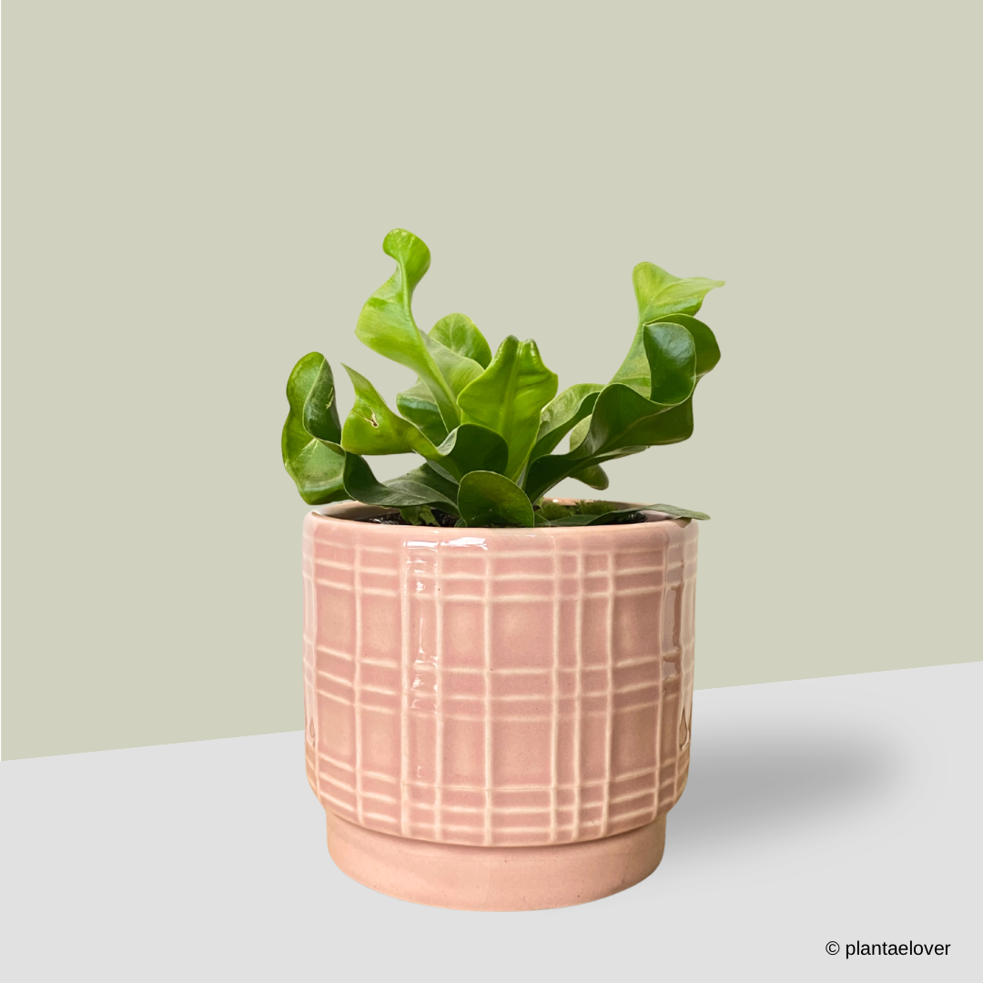 Manila Bird Nest Fern in Gummy Pot