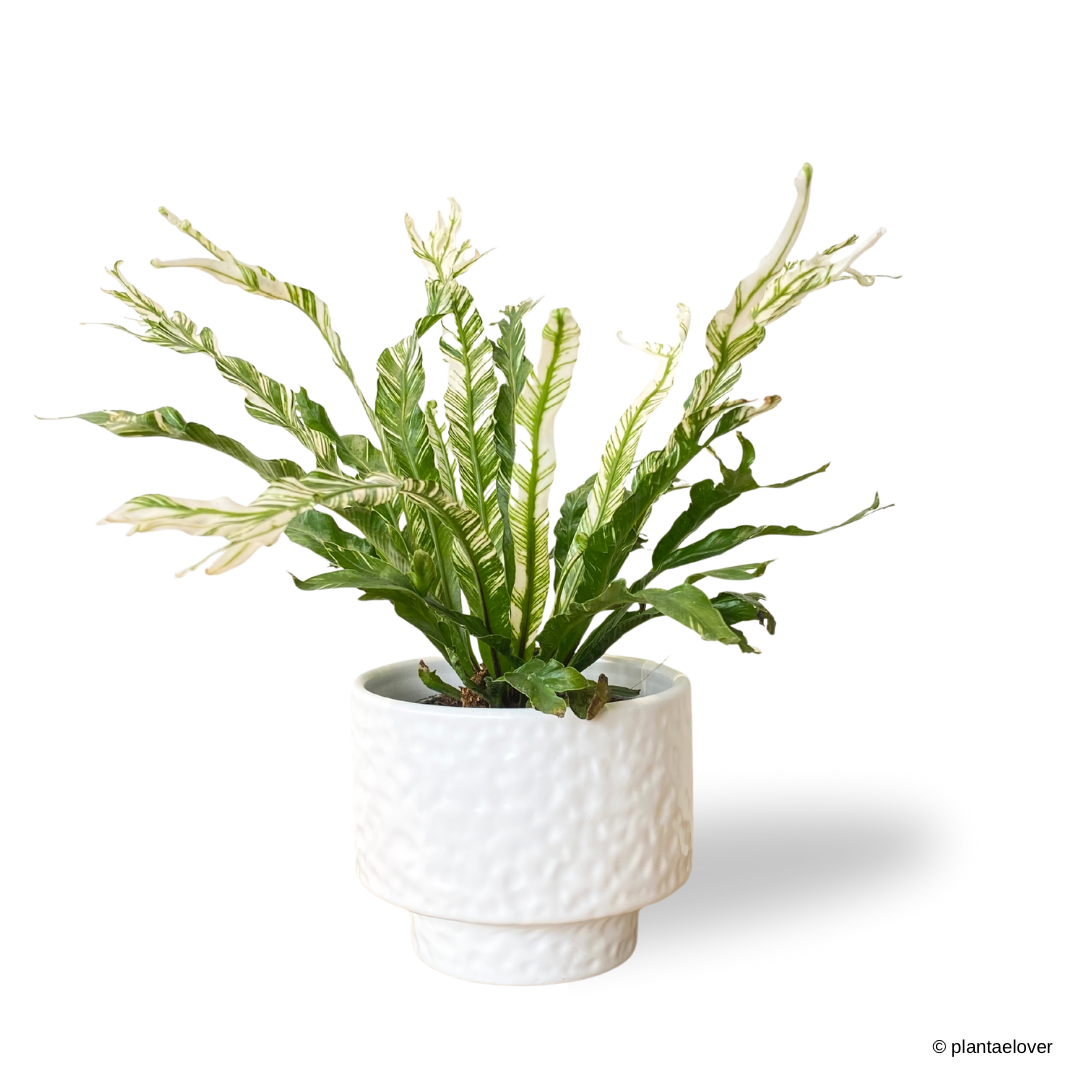 Bird’s Nest Fern Variegata in Moonlight Pot