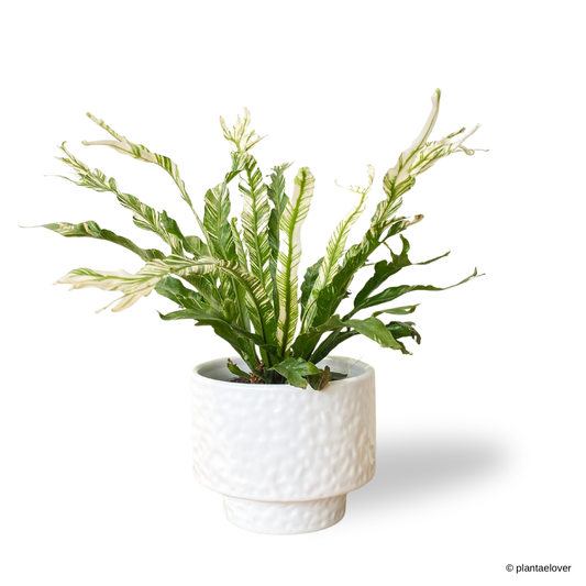 Bird’s Nest Fern Variegata in Moonlight Pot